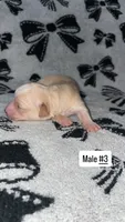Male #3, a male Chihuahua for sale in Elmendorf, TX – 5 of 6