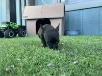 King, a male Chihuahua for sale in Elmendorf, TX – 2 of 4