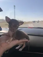 Sneakers, a male Chihuahua for sale in Elmendorf, TX – 4 of 5