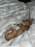 Bean, a female Chihuahua for sale in Elmendorf, TX – 3 of 3