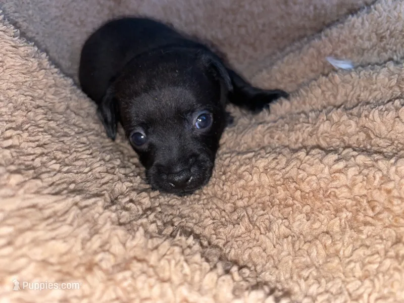 Boy, a male Chihuahua for sale in Elmendorf, TX – 1 of 3