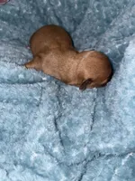 Faith , a female Chihuahua for sale in Elmendorf, TX – 3 of 3