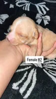 Female #2, a female Chihuahua for sale in Elmendorf, TX – 6 of 8