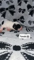 Female # 4, a female Chihuahua for sale in Elmendorf, TX – 3 of 5