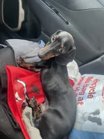 Wennie , a male Miniature Dachshund for sale in Elmendorf, TX – 3 of 4