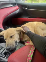 Fayni, a female German Shepherd Dog and American Mastiff for sale in Mankato, MN – 2 of 7