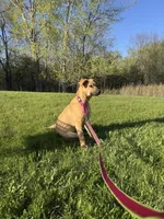 Fayni, a female German Shepherd Dog and American Mastiff for sale in Mankato, MN – 6 of 7