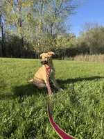 Fayni, a female German Shepherd Dog and American Mastiff for sale in Mankato, MN – 7 of 7