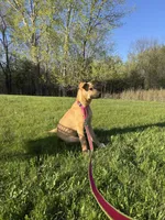 Fayni, a female German Shepherd Dog and American Mastiff for sale in Mankato, MN – 5 of 7