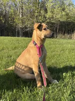 Fayni, a female German Shepherd Dog and American Mastiff for sale in Mankato, MN – 3 of 7