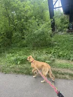 Fayni, a female German Shepherd Dog and American Mastiff for sale in Mankato, MN – 4 of 7