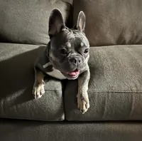 Trophy Frenchie Bulldogs female only, a female French Bulldog for sale in Houston, TX – 3 of 8