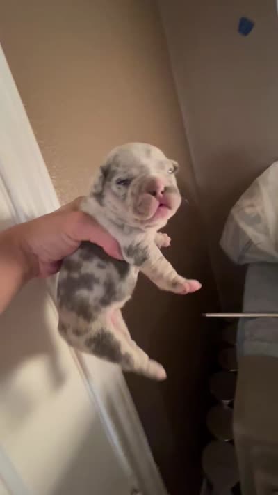 Trophy Frenchie Bulldogs female only, a female French Bulldog for sale in Houston, TX – 5 of 8