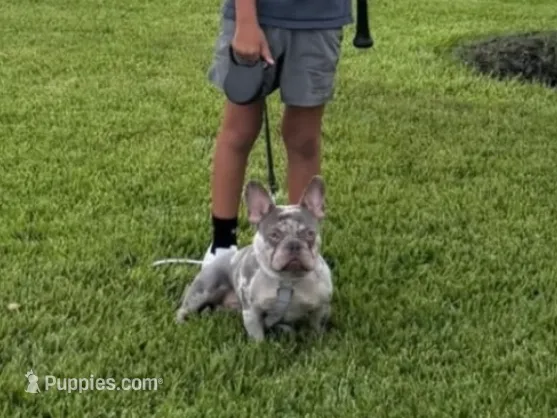 Trophy Frenchie Bulldogs female only – French Bulldog puppy for sale in Houston, TX