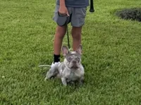 Trophy Frenchie Bulldogs female only, a female French Bulldog for sale in Houston, TX – 1 of 8