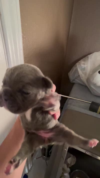Trophy Frenchie Bulldogs female only, a female French Bulldog for sale in Houston, TX – 7 of 8