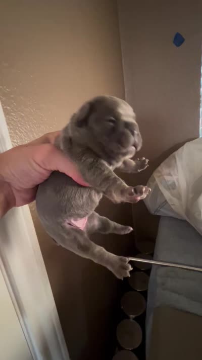 Trophy Frenchie Bulldogs female only, a female French Bulldog for sale in Houston, TX – 6 of 8