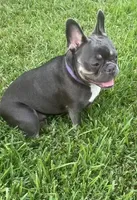 Trophy Frenchie Bulldogs female only, a female French Bulldog for sale in Houston, TX – 2 of 8