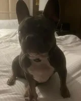 Trophy Frenchie Bulldogs female only, a female French Bulldog for sale in Houston, TX – 4 of 8