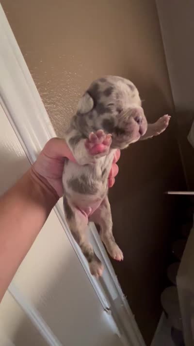 Trophy Frenchie Bulldogs female only, a female French Bulldog for sale in Houston, TX – 8 of 8