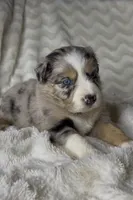 Jasper , a male Australian Shepherd for sale in Madera, CA – Photo 2 of 9