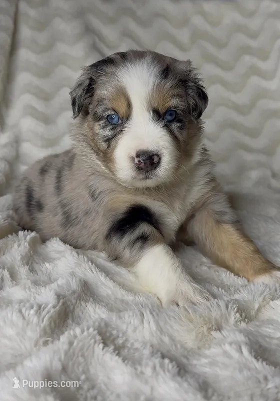 Jasper  – Australian Shepherd puppy for sale in Madera, CA