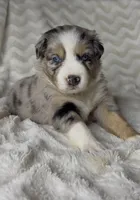 Jasper , a male Australian Shepherd for sale in Madera, CA – Photo 1 of 9