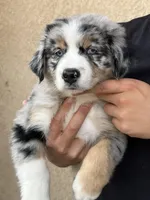 Jasper , a male Australian Shepherd for sale in Madera, CA – 1 of 10
