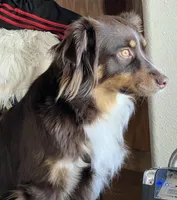 Jasper , a male Australian Shepherd for sale in Madera, CA – Photo 8 of 9