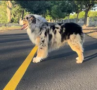 Jasper , a male Australian Shepherd for sale in Madera, CA – Photo 7 of 9
