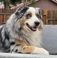 Ollie, a male Australian Shepherd for sale in Madera, CA – Photo 4 of 9