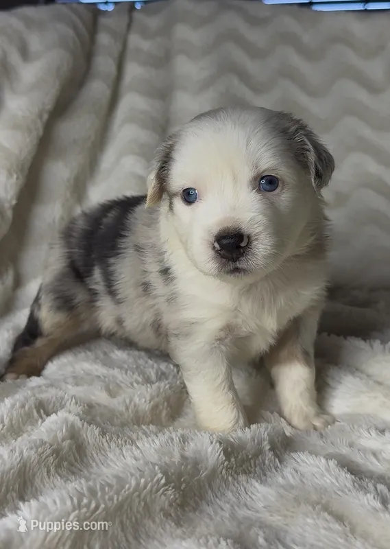 Ollie – Australian Shepherd puppy for sale in Madera, CA