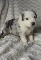 Ollie, a male Australian Shepherd for sale in Madera, CA – Photo 3 of 9