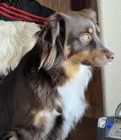 Ollie, a male Australian Shepherd for sale in Madera, CA – Photo 8 of 9