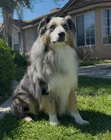 Stella, a male Australian Shepherd for sale in Madera, CA – Photo 3 of 7