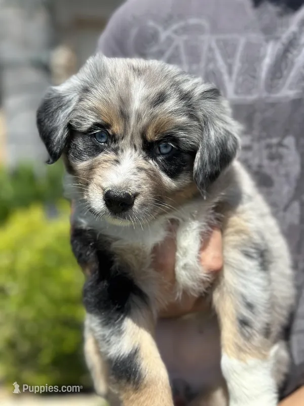 Stella – Australian Shepherd puppy for sale in Madera, CA