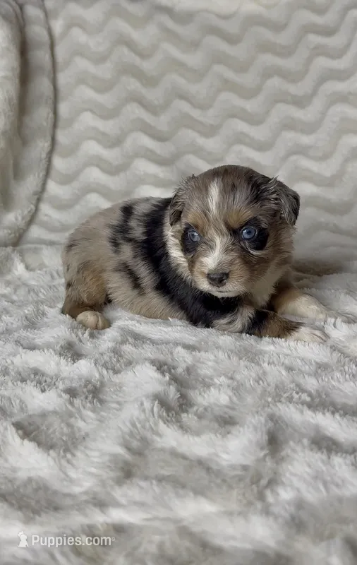 Stella – Australian Shepherd puppy for sale in Madera, CA
