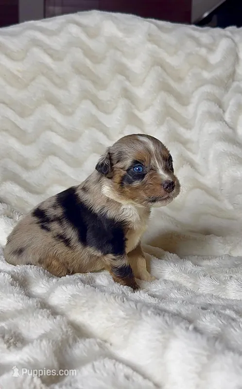 Stella – Australian Shepherd puppy for sale in Madera, CA