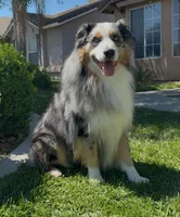 Tucker , a male Australian Shepherd for sale in Madera, CA – Photo 5 of 10