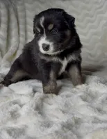 Tucker , a male Australian Shepherd for sale in Madera, CA – Photo 2 of 10