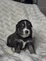 Tucker , a male Australian Shepherd for sale in Madera, CA – Photo 3 of 10