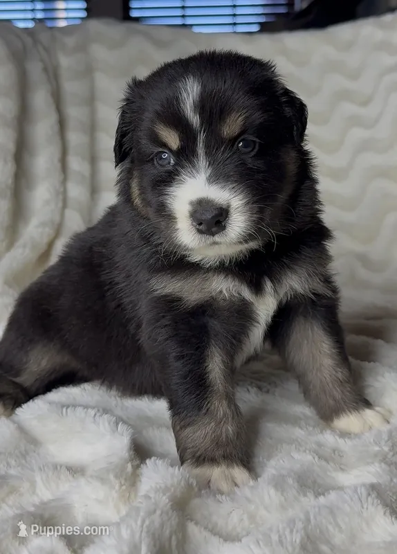 Tucker  – Australian Shepherd puppy for sale in Madera, CA
