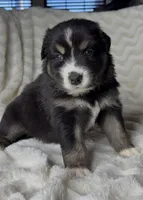 Tucker , a male Australian Shepherd for sale in Madera, CA – Photo 1 of 10