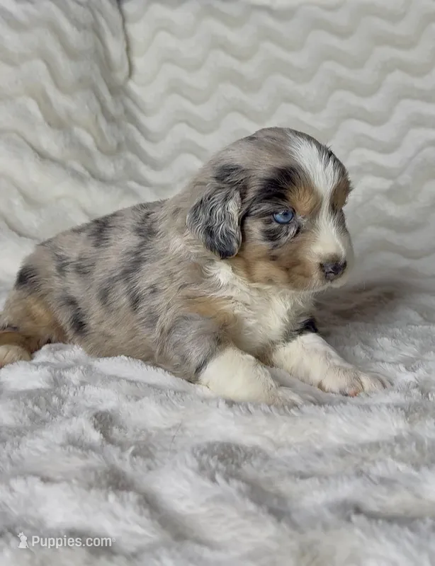 Paris  – Australian Shepherd puppy for sale in Madera, CA