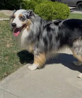 Paris , a female Australian Shepherd for sale in Madera, CA – Photo 5 of 7