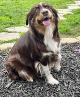 Max , a male Australian Shepherd for sale in Madera, CA – Photo 9 of 10
