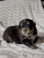 Max , a male Australian Shepherd for sale in Madera, CA – Photo 3 of 10