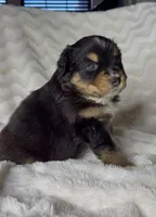 Max , a male Australian Shepherd for sale in Madera, CA – Photo 2 of 10