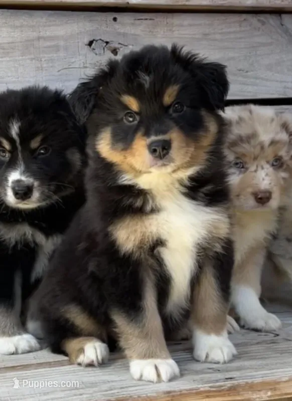 Max  – Australian Shepherd puppy for sale in Madera, CA