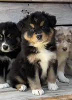 Max , a male Australian Shepherd for sale in Madera, CA – 2 of 9